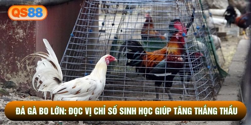 Đá Gà Bo Lớn: Đọc Vị Chỉ Số Sinh Học Giúp Tăng Thắng Thầu