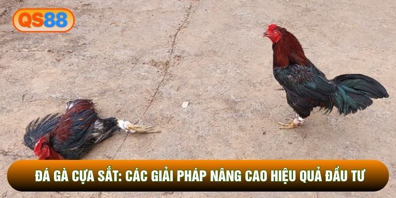 Đá Gà Cựa Sắt: Các Giải Pháp Nâng Cao Hiệu Quả Đầu Tư