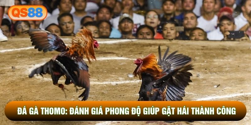 Đá Gà Thomo: Đánh Giá Phong Độ Giúp Gặt Hái Thành Công