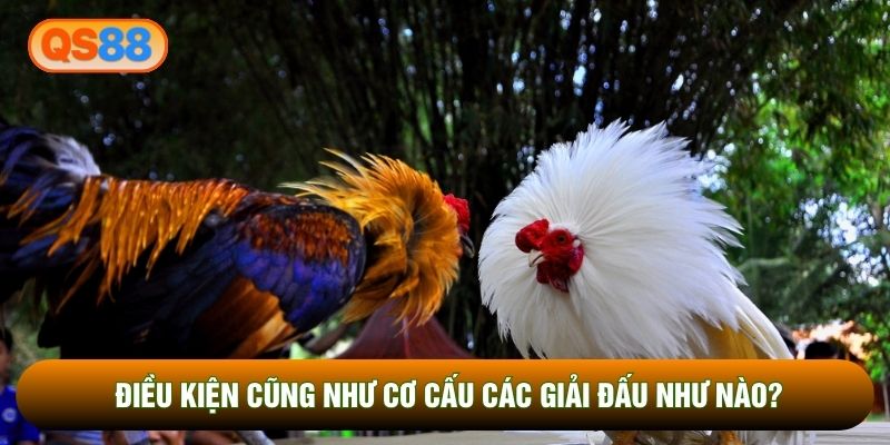Điều kiện cũng như cơ cấu các giải đấu như nào?