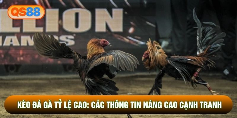 Kèo Đá Gà Tỷ Lệ Cao: Các Thông Tin Nâng Cao Cạnh Tranh