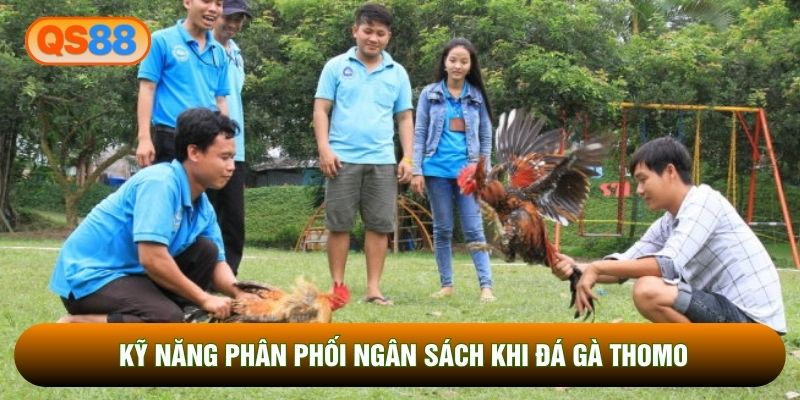 Kỹ năng phân phối ngân sách khi đá gà Thomo