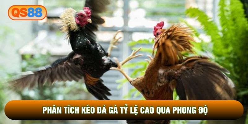 Phân tích kèo đá gà tỷ lệ cao qua phong độ Phân tích kèo đá gà tỷ lệ cao qua phong độ