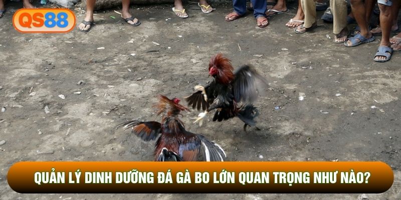 Quản lý dinh dưỡng đá gà bo lớn quan trọng như nào? Quản lý dinh dưỡng đá gà bo lớn quan trọng như nào?