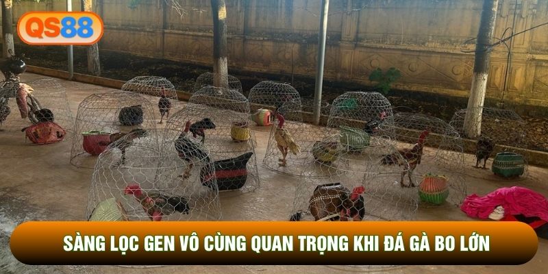 Sàng lọc gen vô cùng quan trọng khi đá gà bo lớn Sàng lọc gen vô cùng quan trọng khi đá gà bo lớn
