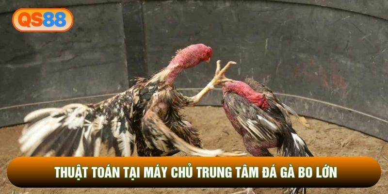 Thuật toán tại máy chủ trung tâm đá gà bo lớn Thuật toán tại máy chủ trung tâm đá gà bo lớn