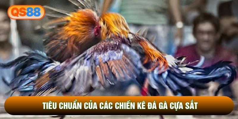 Tiêu chuẩn của các chiến kê đá gà cựa sắt